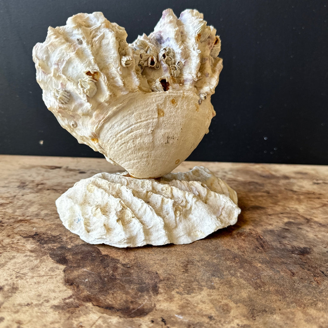 Vintage Heart-Shaped Shell Art - Monte Visión