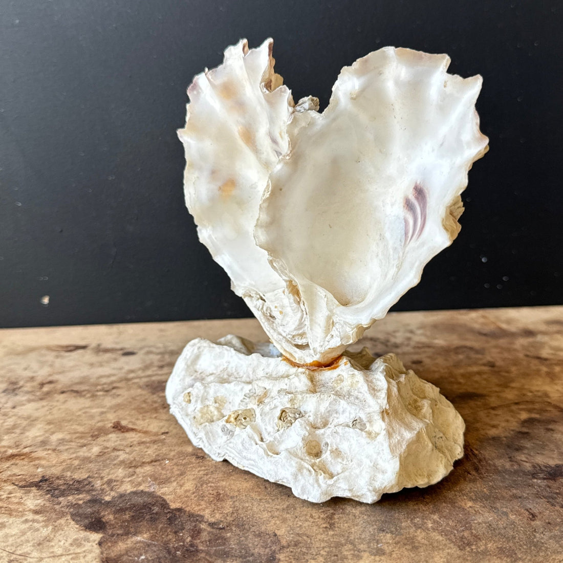 Vintage Heart-Shaped Shell Art - Monte Visión