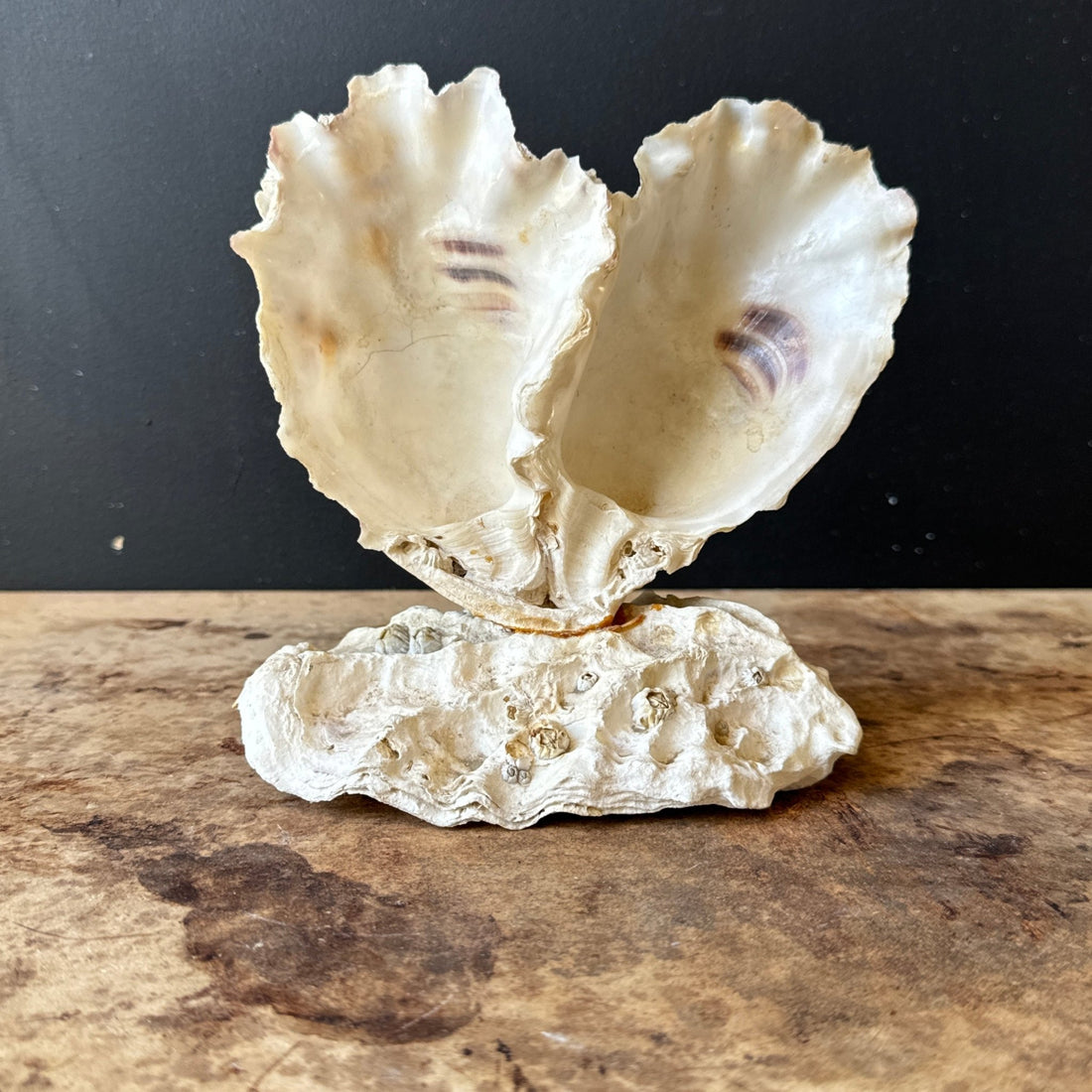 Vintage Heart-Shaped Shell Art - Monte Visión
