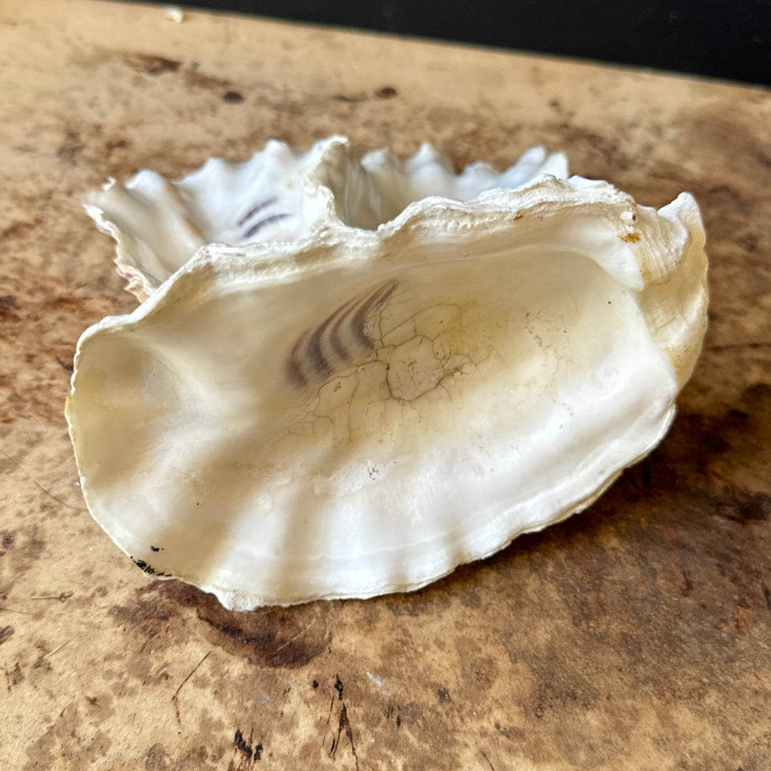 Vintage Heart-Shaped Shell Art - Monte Visión