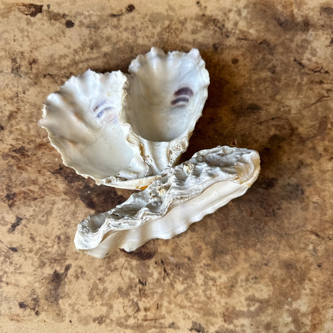 Vintage Heart-Shaped Shell Art - Monte Visión