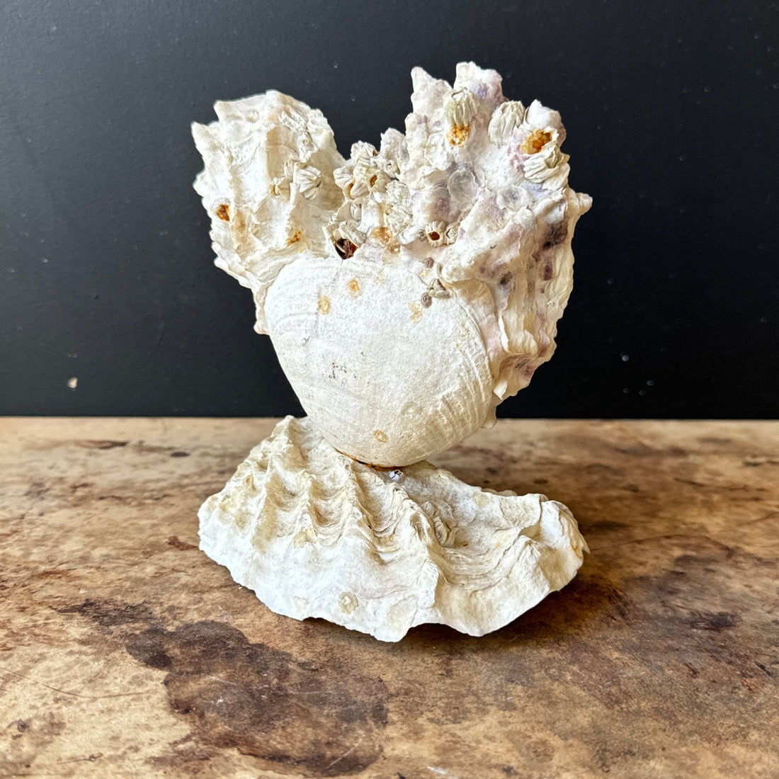 Vintage Heart-Shaped Shell Art - Monte Visión