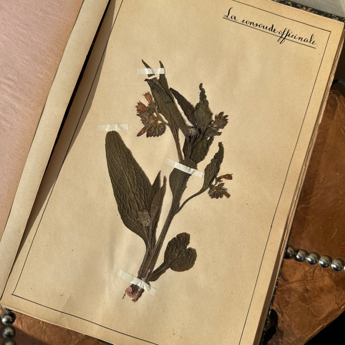 Antique Herbier Herb Specimen Collection Book - Monte Visión