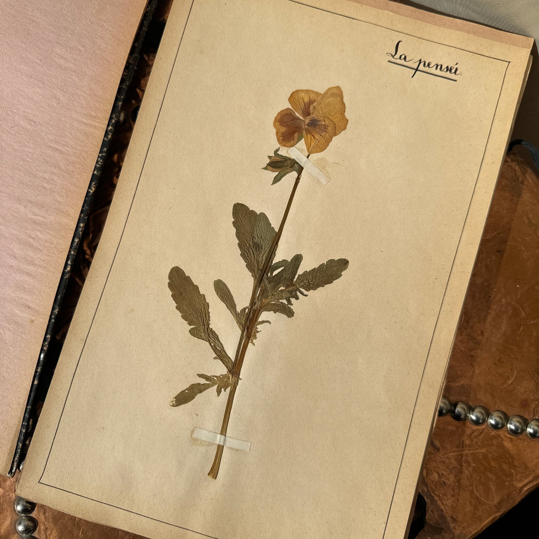 Antique Herbier Herb Specimen Collection Book - Monte Visión