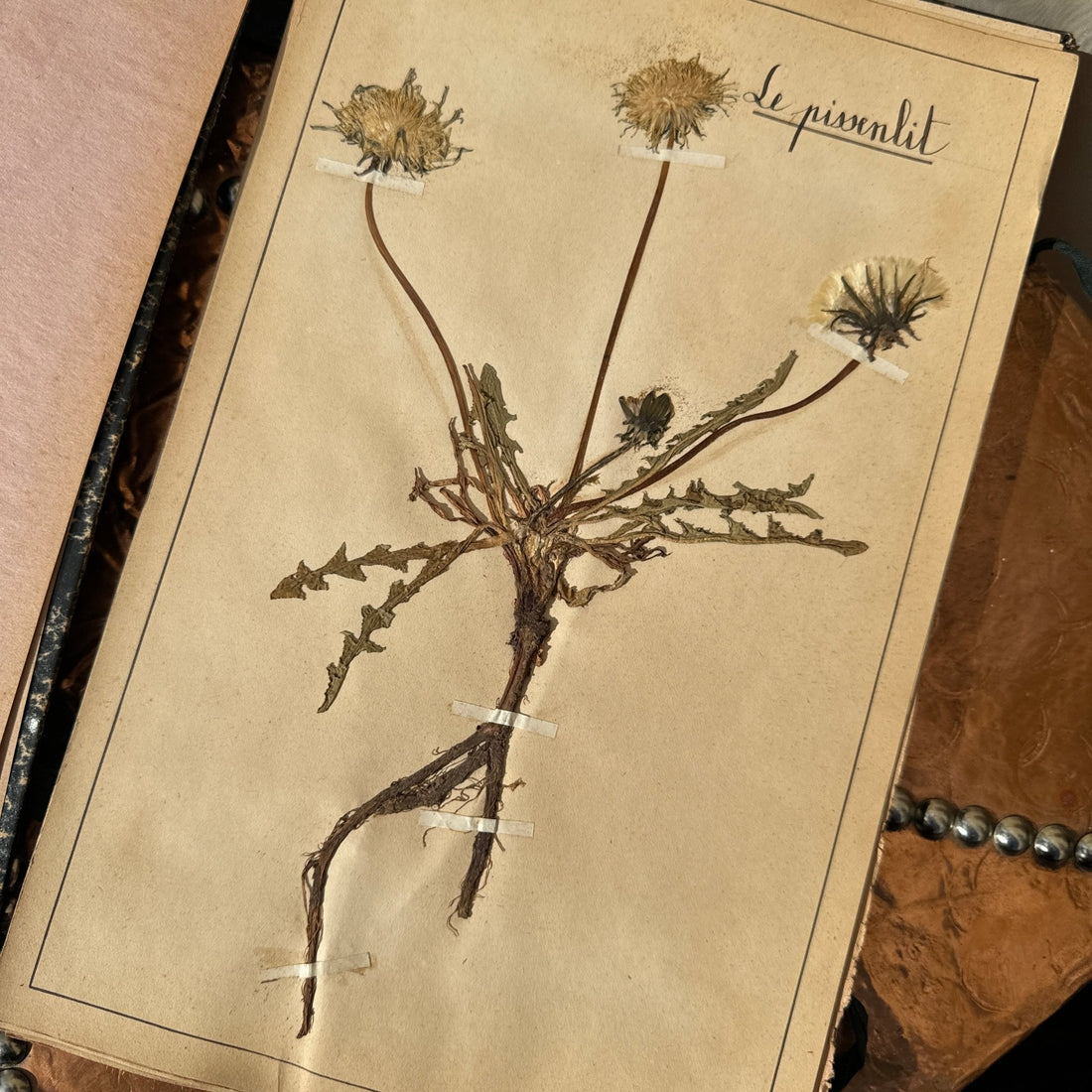 Antique Herbier Herb Specimen Collection Book - Monte Visión