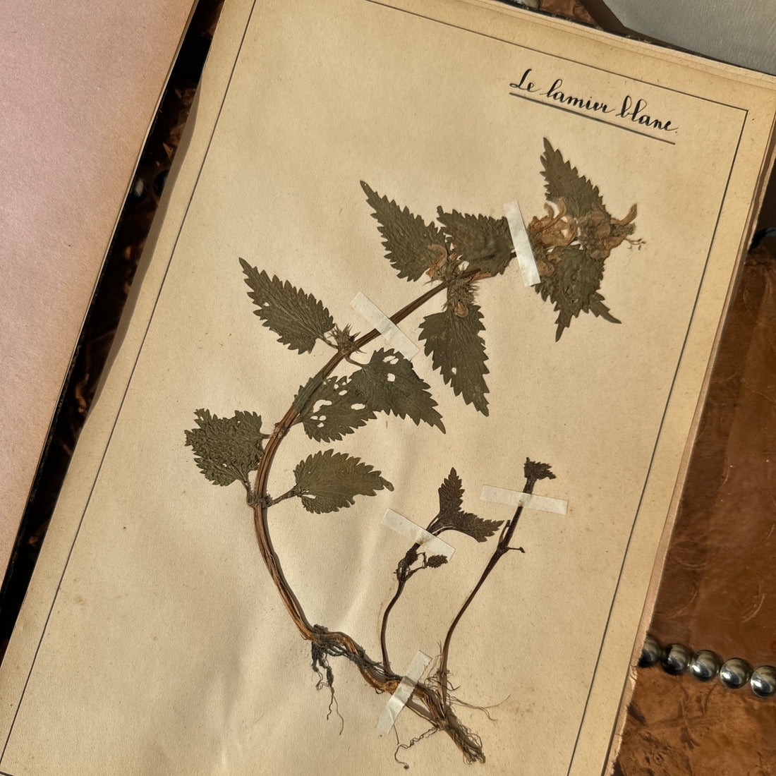 Antique Herbier Herb Specimen Collection Book - Monte Visión