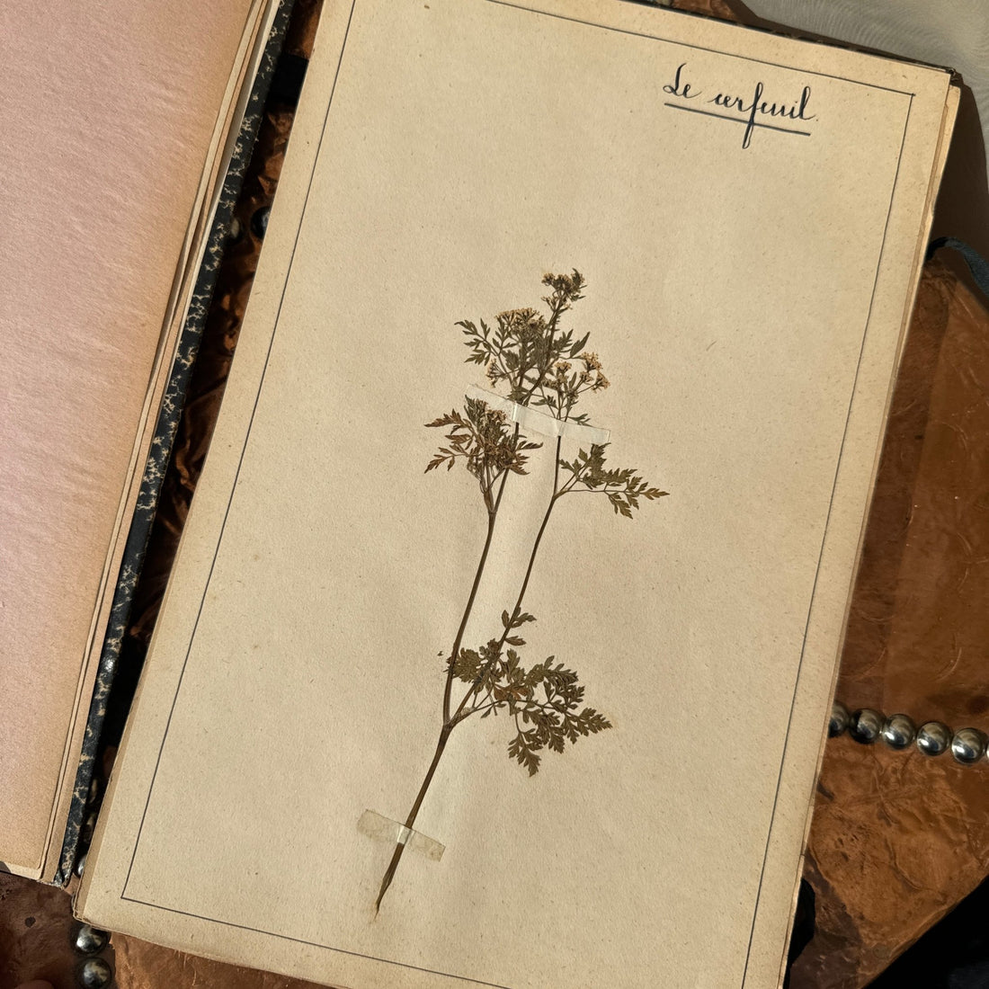 Antique Herbier Herb Specimen Collection Book - Monte Visión