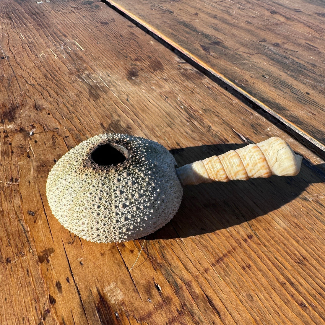 Artist-Made Shell & Sea Urchin Pipe - Monte Visión