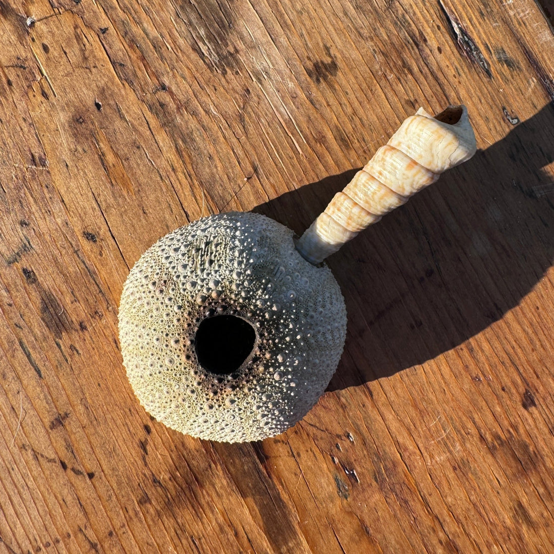 Artist-Made Shell & Sea Urchin Pipe - Monte Visión